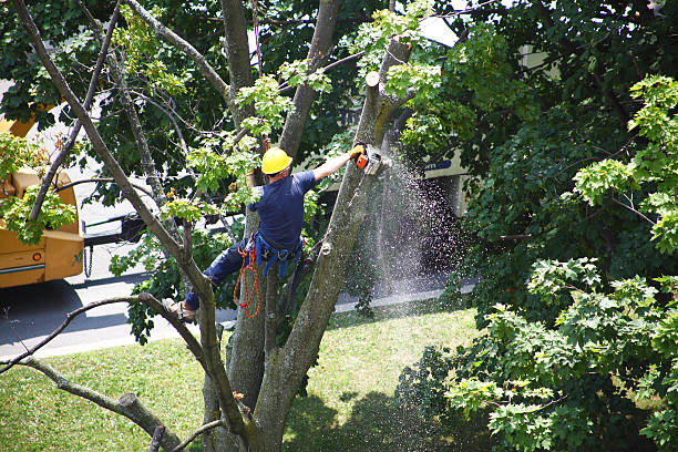 Best Hedge Trimming  in Boonsboro, MD